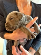 Cane Corso štěňátka s PP -narozená 23.9.2025