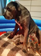 Cane Corso štěňátka s PP -narozená 23.9.2025