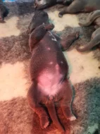 Cane Corso štěňátka s PP -narozená 23.9.2025