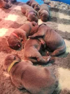 Cane Corso štěňátka s PP -narozená 23.9.2025