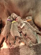 Cane Corso štěňátka s PP -narozená 23.9.2025