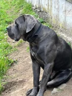 Cane Corso štěňátka s PP -narozená 23.9.2025