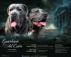 Cane Corso štěňátka s PP -narozená 23.9.2025