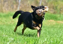 Darujeme opuštěného křížence