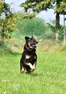 Darujeme opuštěného křížence