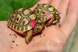 SUCHOZEMSKÉ ŽELVY PARDÁLÍ – vlastní odchov