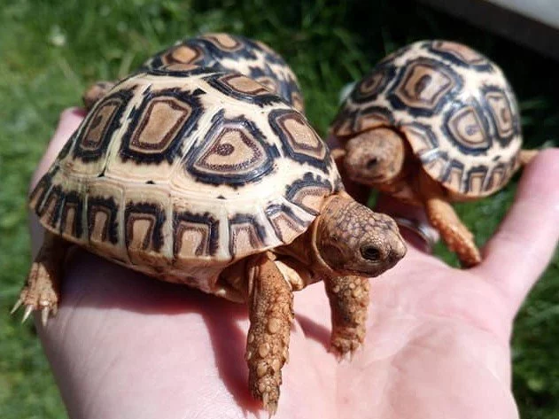 SUCHOZEMSKÉ ŽELVY PARDÁLÍ – vlastní odchov