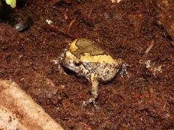 Parosnička nádherná (Caloula pulchra)