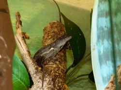 Anolis šedý (Anolis sagrei) 1,1