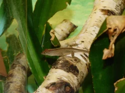 Anolis šedý (Anolis sagrei) 1,1