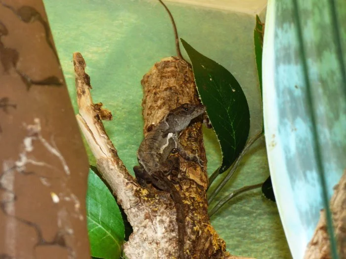 Anolis šedý (Anolis sagrei) 1,1