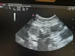 Zadáme posledního volného pejska border kolie s PP