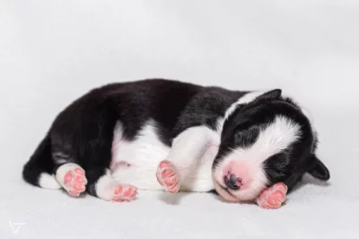 Zadáme posledního volného pejska  border kolie s PP