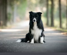 Zadáme posledního volného pejska border kolie s PP