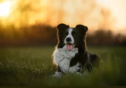 Zadáme posledního volného pejska border kolie s PP