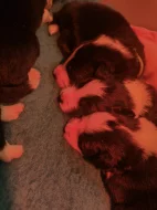 Zadáme posledního volného pejska border kolie s PP