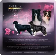 Zadáme posledního volného pejska border kolie s PP