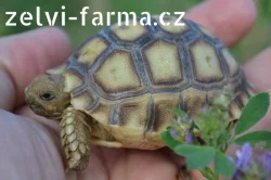 SUCHOZEMSKÉ ŽELVY OSTRUHATÉ – vlastní odchov