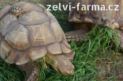 SUCHOZEMSKÉ ŽELVY OSTRUHATÉ – vlastní odchov