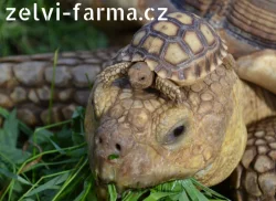 SUCHOZEMSKÉ ŽELVY OSTRUHATÉ – vlastní odchov