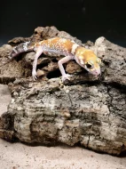 Underwoodisaurus milii