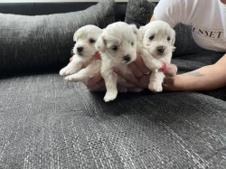 Štěňata Maltézského psíka bez PP