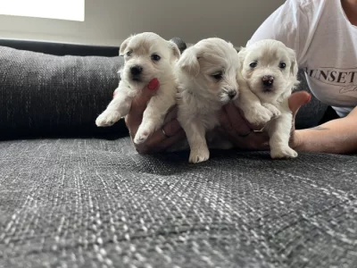 Štěňata Maltézského psíka bez PP