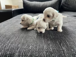 Štěňata Maltézského psíka bez PP