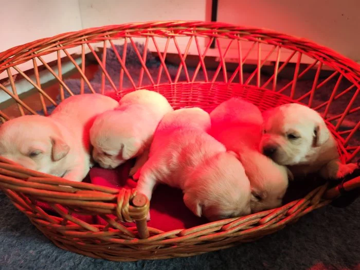 Nabídka štěňat labradorského retrievera