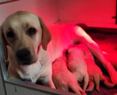 Nabídka štěňat labradorského retrievera