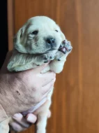Nabídka štěňat labradorského retrievera