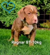 Štěňata American Bully XL