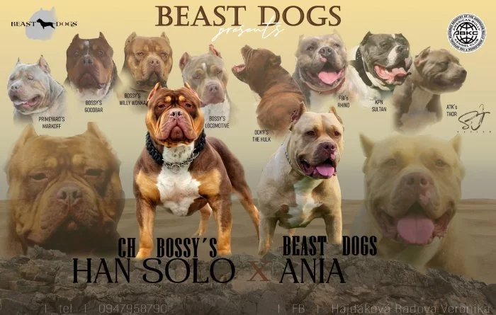 Štěňata American Bully XL