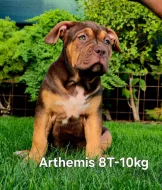 Štěňata American Bully XL