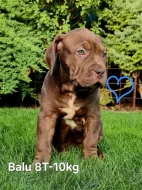 Štěňata American Bully XL