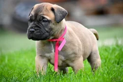 Bullmastiff, Bullmastif, Bulmastif štěňátka s PP