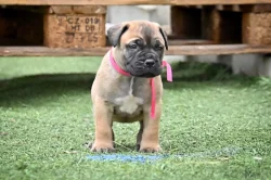 Bullmastiff, Bullmastif, Bulmastif štěňátka s PP