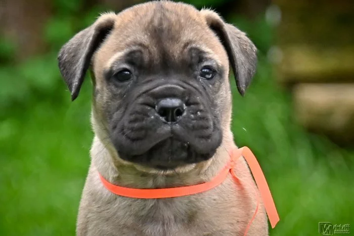 Bullmastiff, Bullmastif, Bulmastif štěňátka s PP