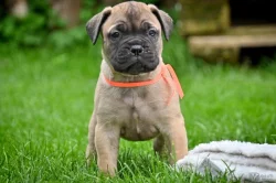 Bullmastiff, Bullmastif, Bulmastif štěňátka s PP