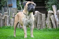 Bullmastiff, Bullmastif, Bulmastif štěňátka s PP