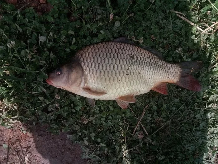 Prodám Kapra K-3  2/3KG