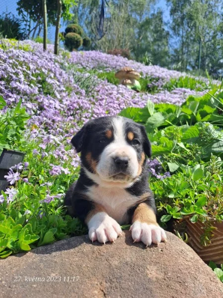 Velký švýcarský salašnický pes -