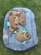 Štěňata zlatého kokršpaněla