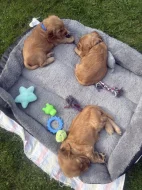 Štěňata zlatého kokršpaněla