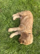 Štěňata zlatého kokršpaněla