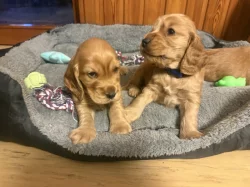 Štěňata zlatého kokršpaněla