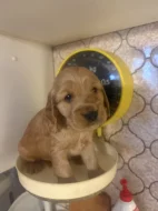 Štěňata zlatého kokršpaněla