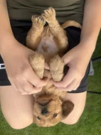 Štěňata zlatého kokršpaněla