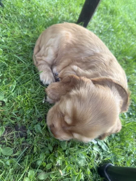 Štěňata zlatého kokršpaněla