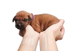 Rhodéský Ridgeback - štěňata s PP, odběr koncem listopadu